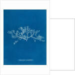 Berry wart cress by Anna Atkins