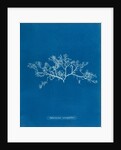 Berry wart cress by Anna Atkins
