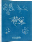 Gelidium corueum vars by Anna Atkins