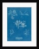 Gelidium corueum vars by Anna Atkins
