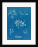 Gelidium corueum vars by Anna Atkins