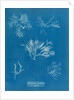 Gelidium corueum vars by Anna Atkins