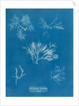 Gelidium corueum vars by Anna Atkins