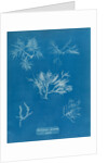 Gelidium corueum vars by Anna Atkins