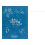 Gelidium corueum vars by Anna Atkins