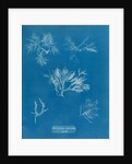 Gelidium corueum vars by Anna Atkins