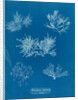Gelidium corueum vars by Anna Atkins