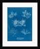 Gelidium corueum vars by Anna Atkins