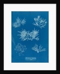 Gelidium corueum vars by Anna Atkins