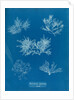 Gelidium corueum vars by Anna Atkins