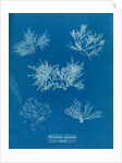 Gelidium corueum vars by Anna Atkins