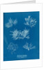 Gelidium corueum vars by Anna Atkins