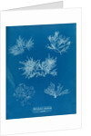 Gelidium corueum vars by Anna Atkins