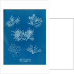 Gelidium corueum vars by Anna Atkins