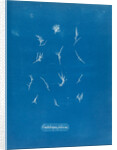 Grateloupia filicina by Anna Atkins