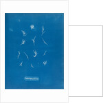 Grateloupia filicina by Anna Atkins