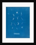 Grateloupia filicina by Anna Atkins