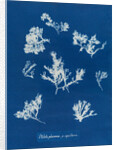Ptilota plumosa & capillaris by Anna Atkins