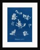 Ptilota plumosa & capillaris by Anna Atkins