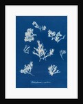 Ptilota plumosa & capillaris by Anna Atkins