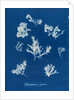 Ptilota plumosa & capillaris by Anna Atkins
