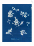 Ptilota plumosa & capillaris by Anna Atkins