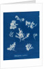 Ptilota plumosa & capillaris by Anna Atkins