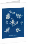 Ptilota plumosa & capillaris by Anna Atkins