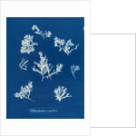 Ptilota plumosa & capillaris by Anna Atkins