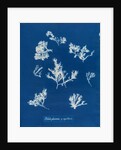 Ptilota plumosa & capillaris by Anna Atkins