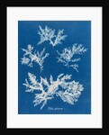 Ptilota plumosa by Anna Atkins