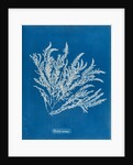 Ptilota sericea by Anna Atkins