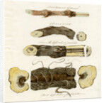 Grape vines by Joseph James Forrester