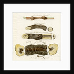 Grape vines by Joseph James Forrester