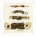 Grape vines by Joseph James Forrester