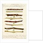 Cuttings of grape vines by Joseph James Forrester