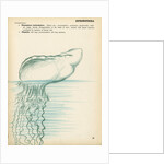 Physalia by Henry Hallett Dale