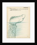 Physalia by Henry Hallett Dale