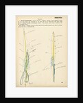 Ascaris lumbricoides by Henry Hallett Dale