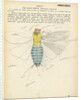 Insect structure by Henry Hallett Dale