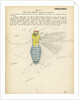 Insect structure by Henry Hallett Dale