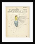 Insect structure by Henry Hallett Dale