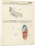 Caterpillar and pupa by Henry Hallett Dale
