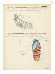 Caterpillar and pupa by Henry Hallett Dale