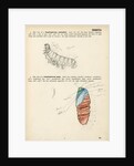 Caterpillar and pupa by Henry Hallett Dale