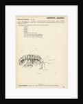 Gammarus fluviatilis by Henry Hallett Dale