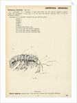 Gammarus fluviatilis by Henry Hallett Dale