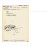 Gammarus fluviatilis by Henry Hallett Dale