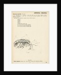 Gammarus fluviatilis by Henry Hallett Dale