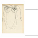 Sepia officinalis by Henry Hallett Dale